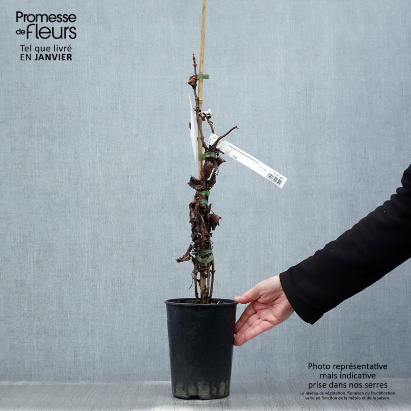 Spécimen de Schizophragma hydrangeoides Snow Sensation - Faux hortensia grimpant Pot de 3L/4L tel que livré en hiver