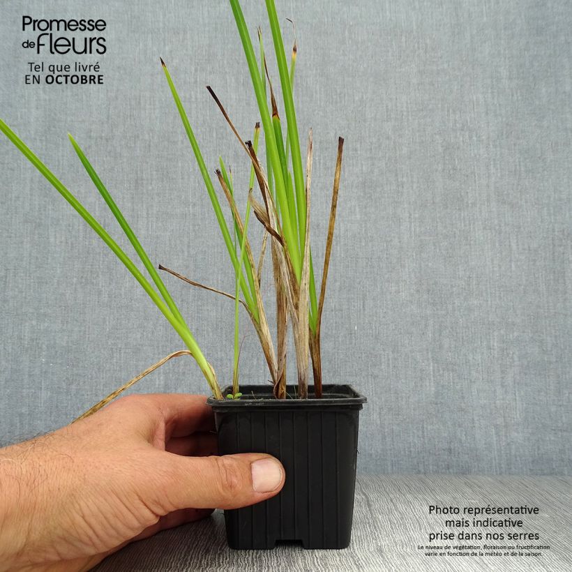 Spécimen de Schizostylis coccinea Alba, Lis des Cafres Godet de 7/8 cm tel que livré en automne