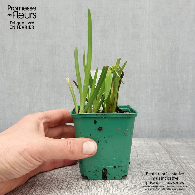 Schizostylis coccinea Rosea Vasetto da 8/9 cm esemplare consegnato in inverno