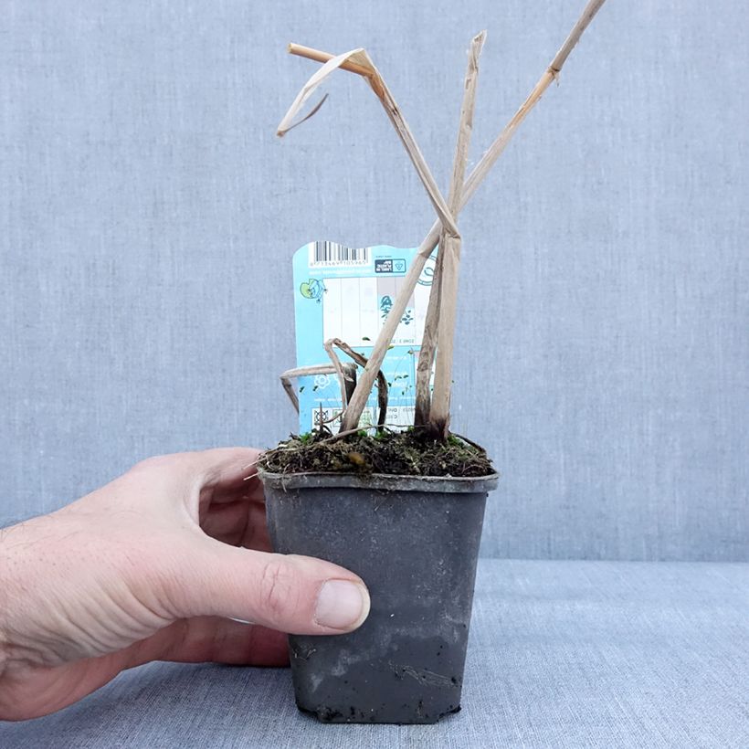 Spécimen de Schoenoplectus lacustris - Jonc des chaisiers Godet de 8/9 cm tel que livré en hiver