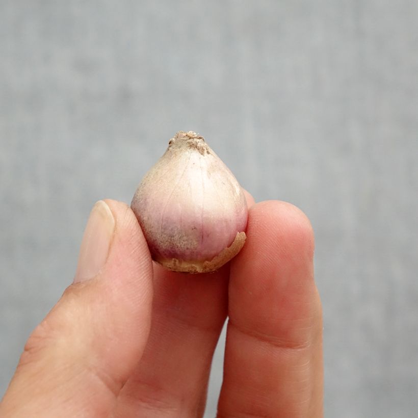 Spécimen de Scille campanulée Rose Bulbe calibre 8+ tel que livré au printemps