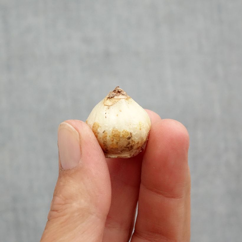 Spécimen de Scille de Sibérie - Scilla siberica Alba Bulbe calibre 8+ tel que livré au printemps