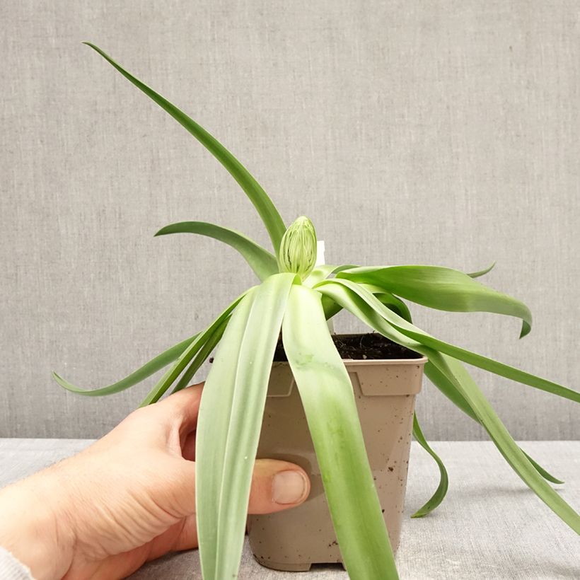 Spécimen de Scille du Pérou - Scilla peruviana Pot de 12 cm / 13 cm calibre 16/18 tel que livré au printemps