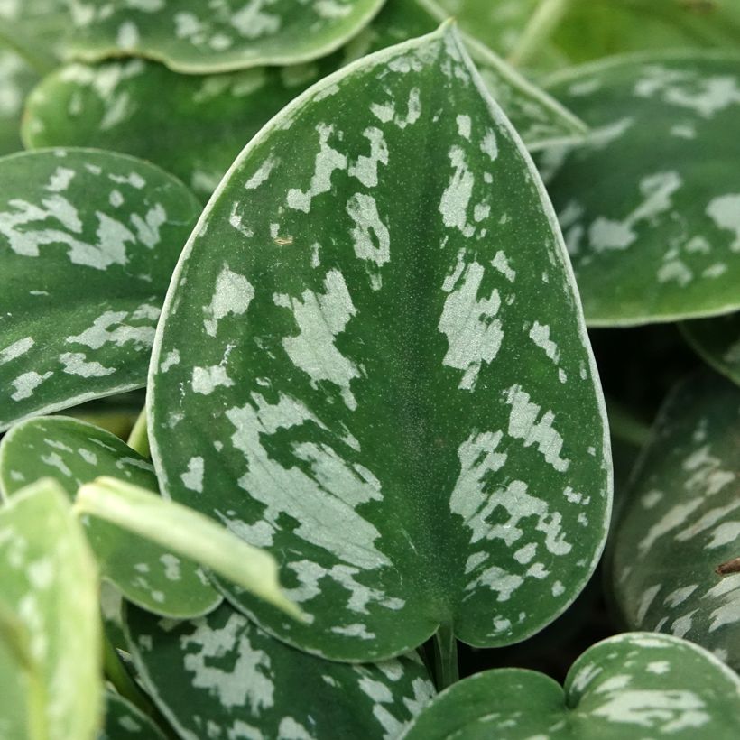 Scindapsus pictus - Pothos argenté (Feuillage)