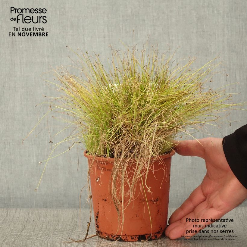 Spécimen de Scirpus cernuus - Souchet penché Pot de 1L/1,5L tel que livré en automne