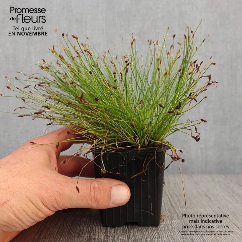 Spécimen de Scirpus cernuus - Souchet penché Godet de 7/8 cm tel que livré en automne