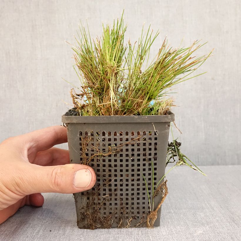 Spécimen de Scirpus isolepsis Pot de 1L/1,5L tel que livré en automne