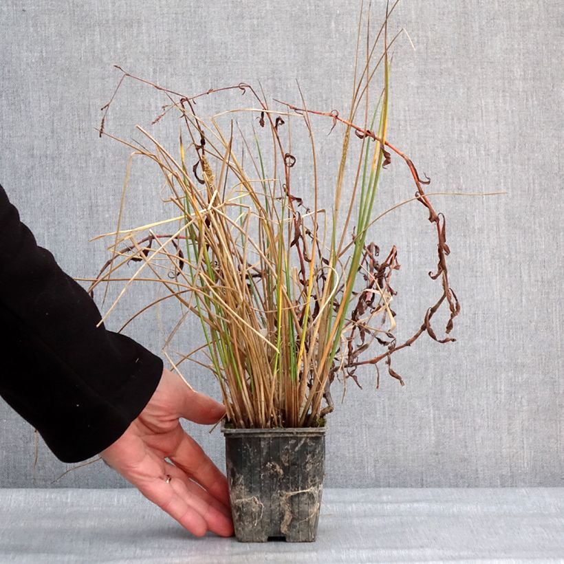 Spécimen de Scirpus mucronatus - Scirpe mucroné Godet de 8/9 cm tel que livré en hiver
