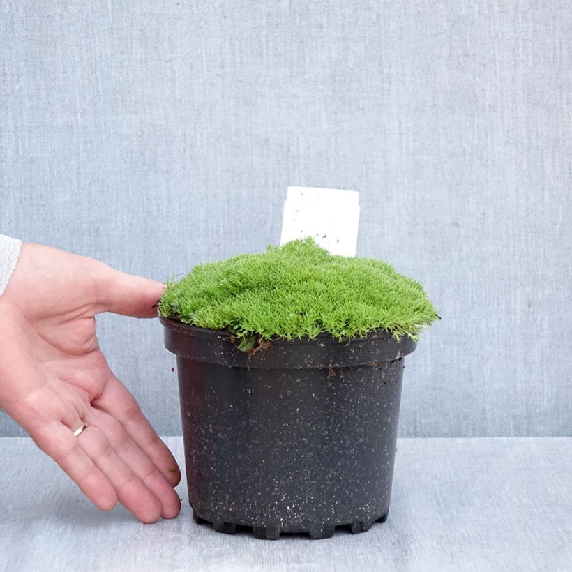 Spécimen de Scleranthus uniflorus - Scléranthe  Pot de 1,5L/2L tel que livré en automne