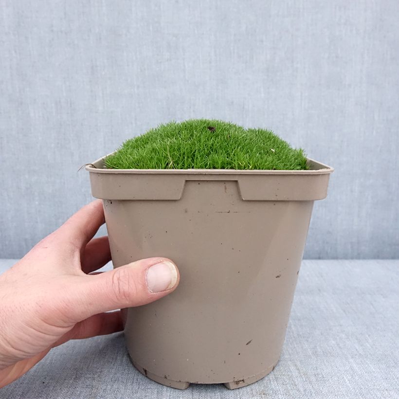 Spécimen de Scleranthus uniflorus - Scléranthe  Pot de 3L/4L tel que livré en hiver