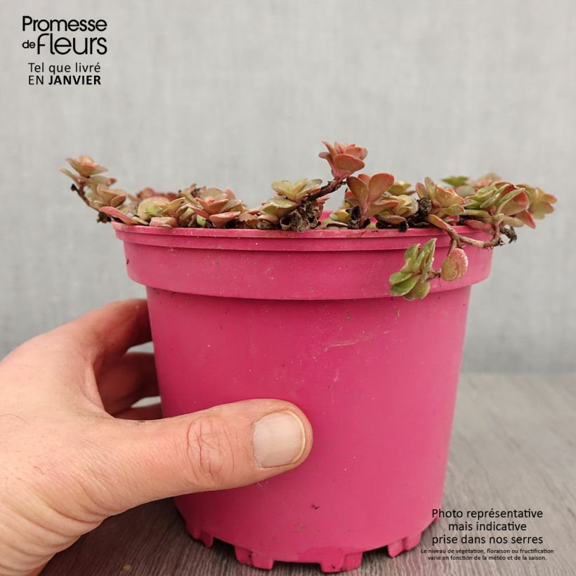 Spécimen de Sedum album Coral Carpet - Orpin blanc Pot de 2L/3L tel que livré en hiver