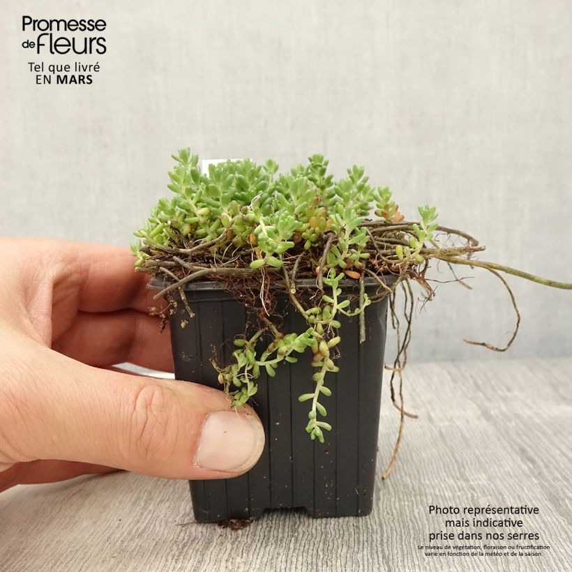 Sedum album var. murale - Stonecrop 8/9 cm pot sample as delivered in spring