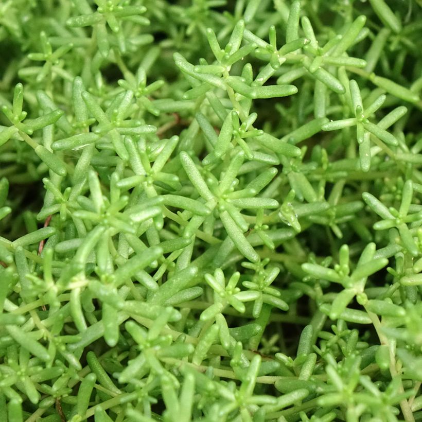 Sedum album Murale - Orpin blanc (Feuillage)
