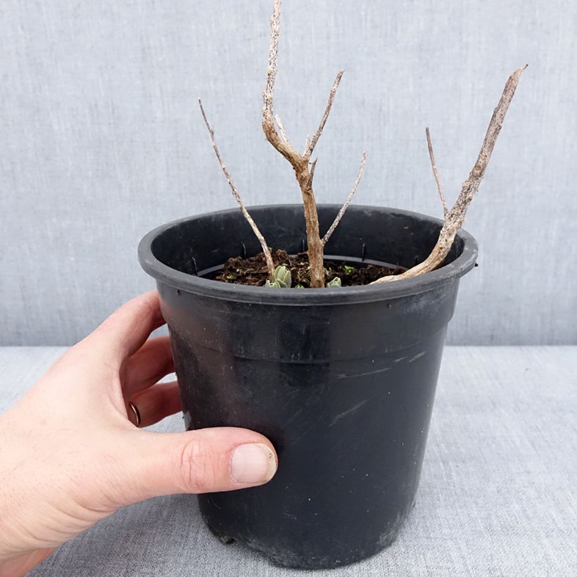 Spécimen de Sedum Autumn Charm (Hylotelephium) Pot de 2L/3L tel que livré en hiver