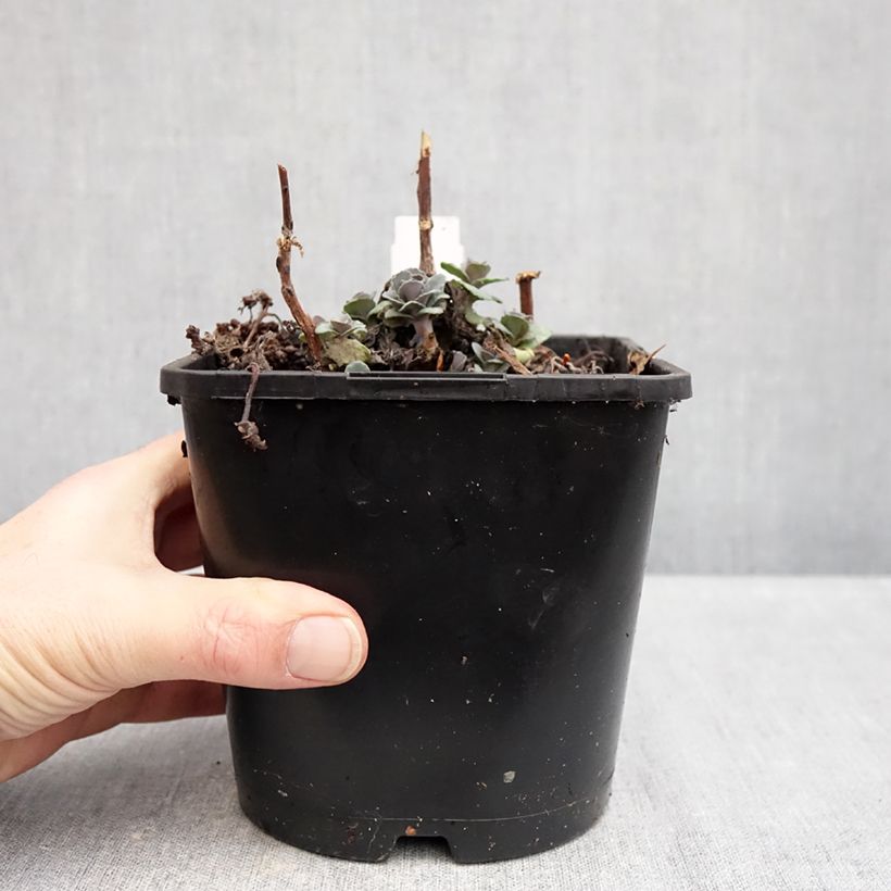 Spécimen de Sedum Back in Black - Orpin d'automne Pot de 1,5L/2L tel que livré en hiver