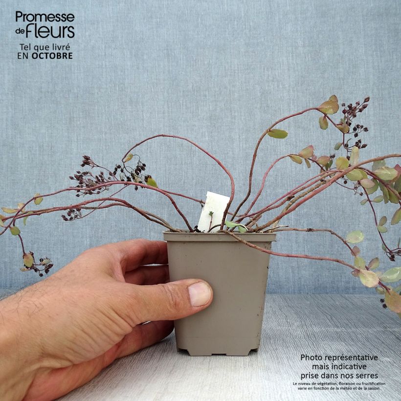 Spécimen de Sedum Bertram Anderson - Orpin Godet de 8/9 cm tel que livré en automne