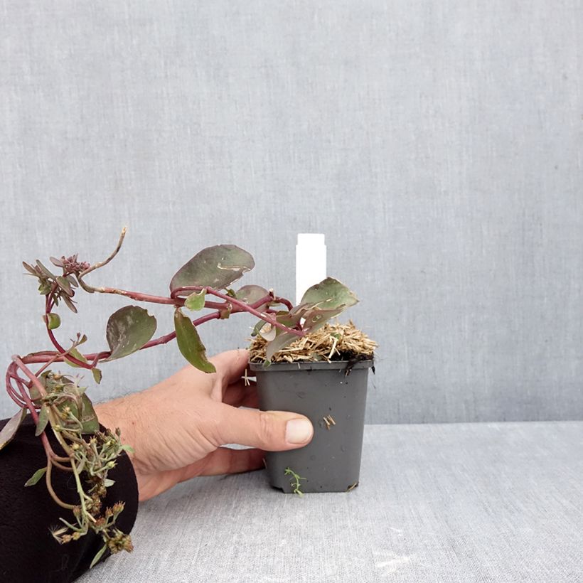 Spécimen de Sedum Black Knight  Godet de 7/8 cm tel que livré en automne