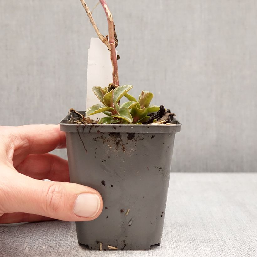 Spécimen de Sedum Black Knight  Godet de 7/8 cm tel que livré en hiver