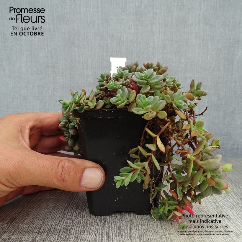 Spécimen de Sedum cauticola Lidakense - Orpin Godet de 8/9 cm tel que livré en automne