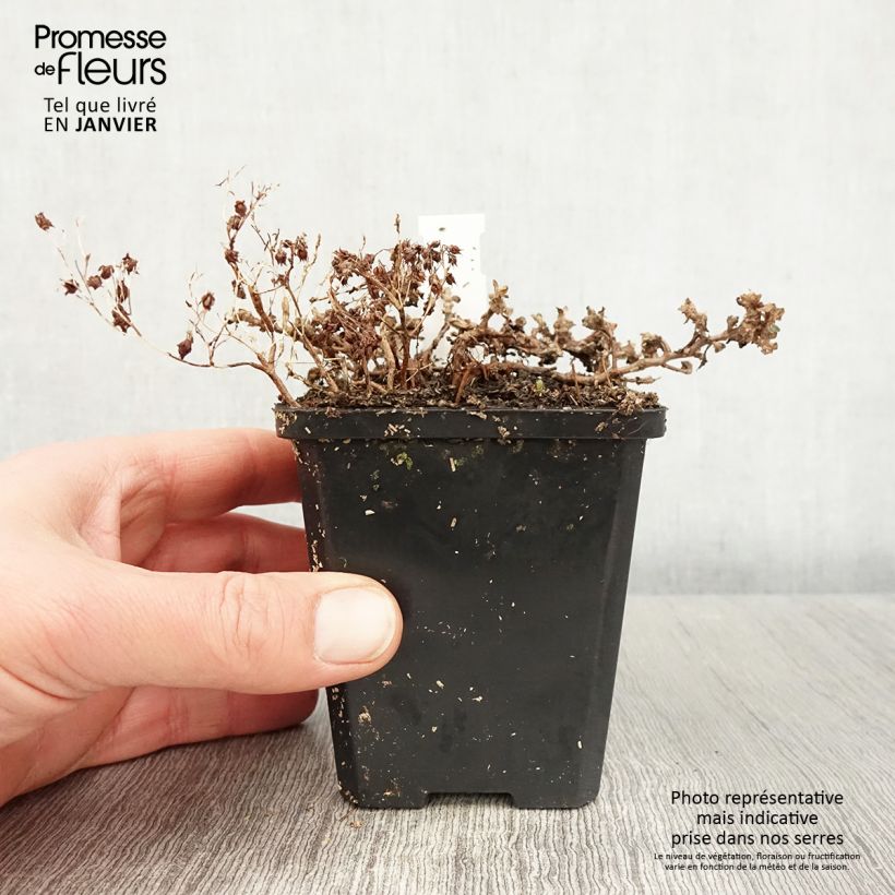 Spécimen de Sedum cauticola Lidakense - Orpin Godet de 8/9 cm tel que livré en hiver