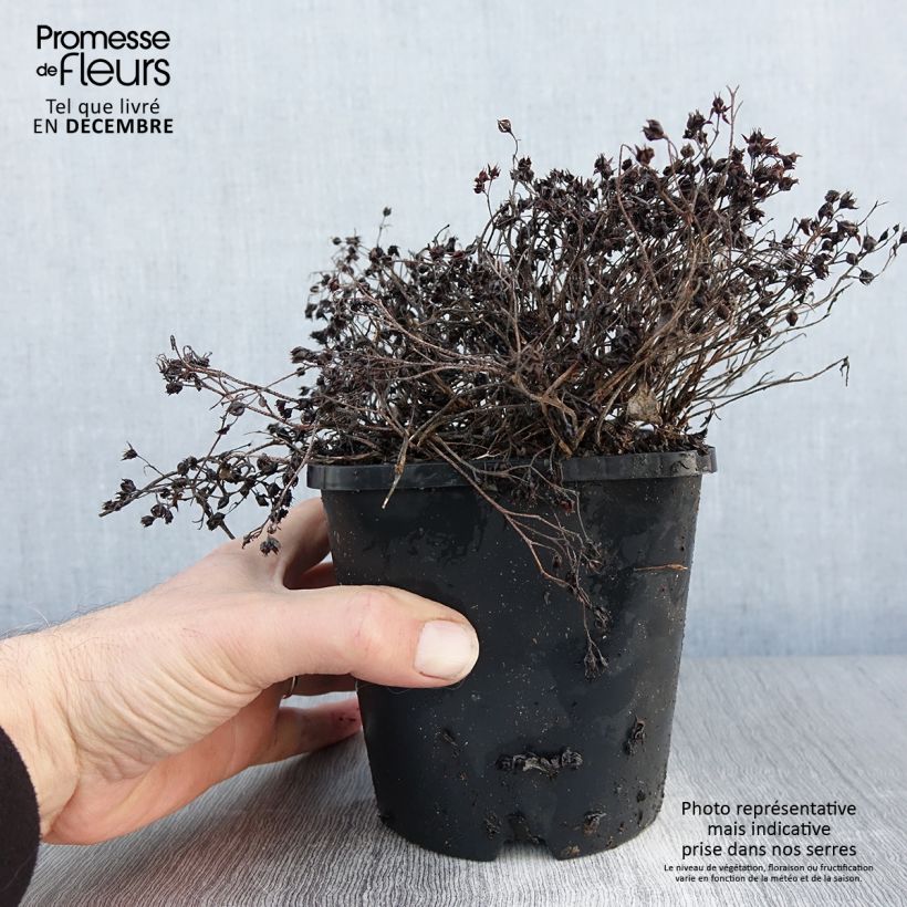 Spécimen de Sedum cauticola Lidakense - Orpin Pot de 1,5L/2L tel que livré en hiver