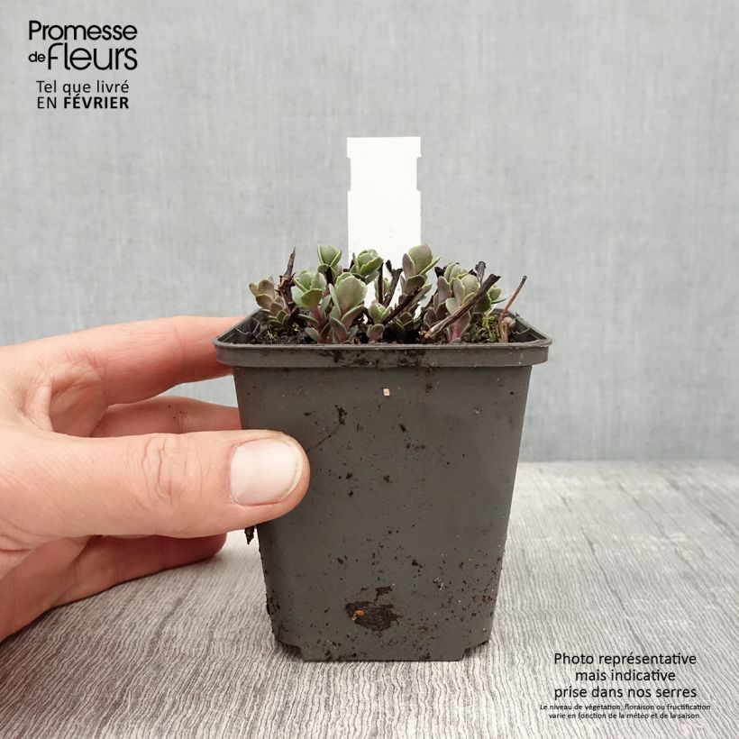 Sedum cauticola Robustum - Stonecrop 8/9 cm pot sample as delivered in winter
