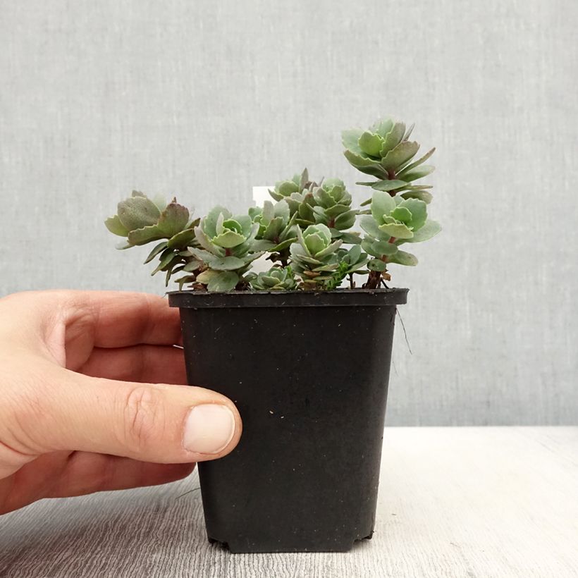 Spécimen de Sedum cauticola Robustum - Orpin Godet de 8/9 cm tel que livré au printemps