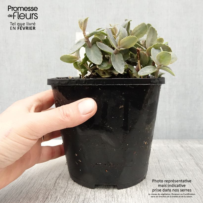 Spécimen de Sedum Chocolate Cherry - Orpin reprise Pot de 2L/3L tel que livré en hiver