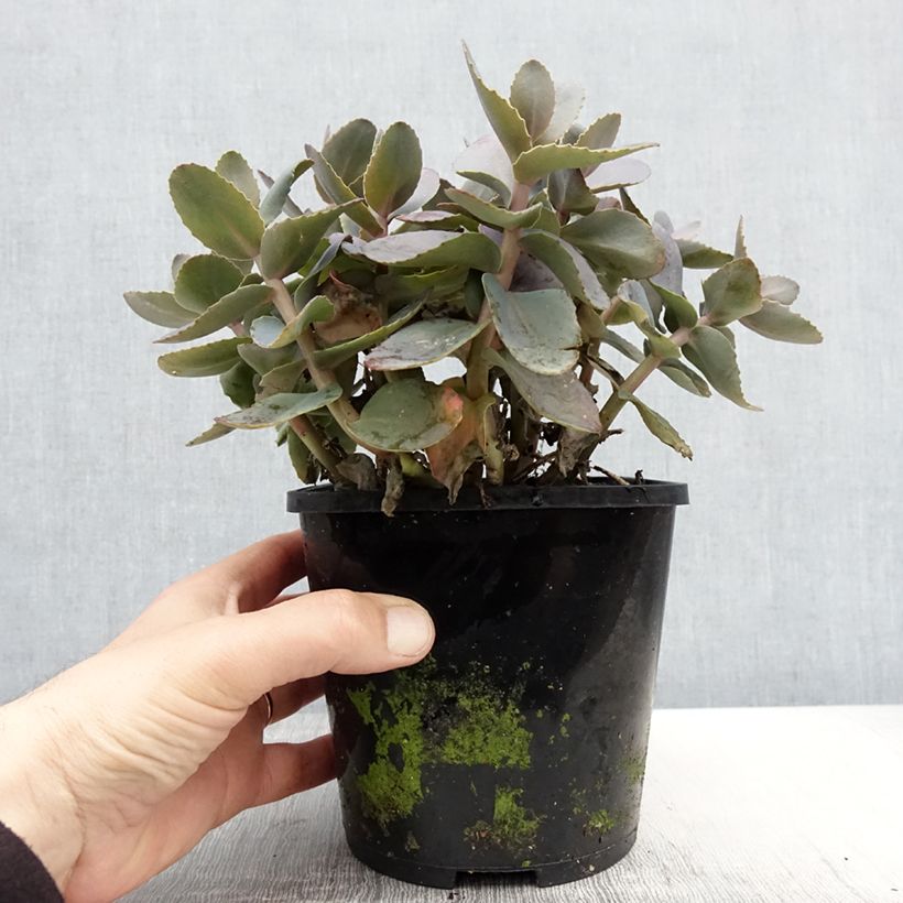 Spécimen de Sedum Chocolate Cherry - Orpin reprise Pot de 2L/3L tel que livré au printemps