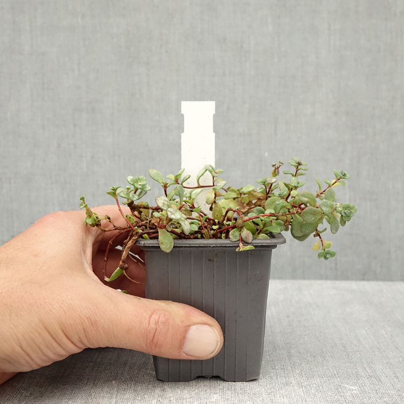 Spécimen de Sedum cyaneum Rosenteppich (Rose carpet) - Orpin de Sakhaline  Godet de 8/9 cm tel que livré en automne
