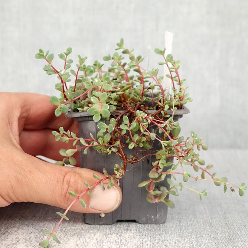 Spécimen de Sedum cyaneum Rosenteppich (Rose carpet) - Orpin de Sakhaline  Godet de 8/9 cm tel que livré au printemps