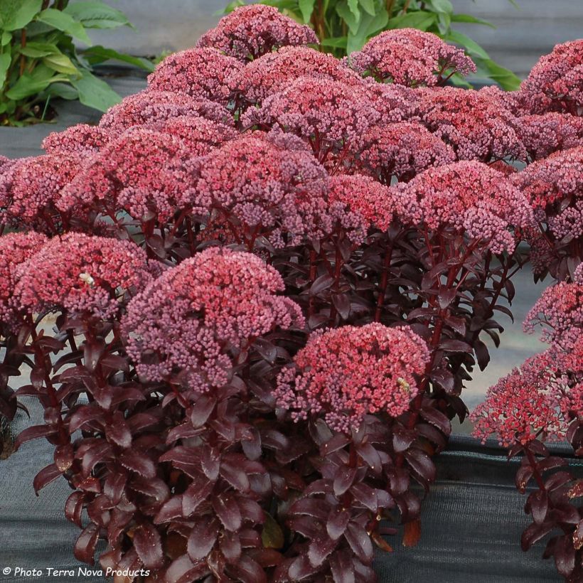 Sedum Dark Magic (Floraison)