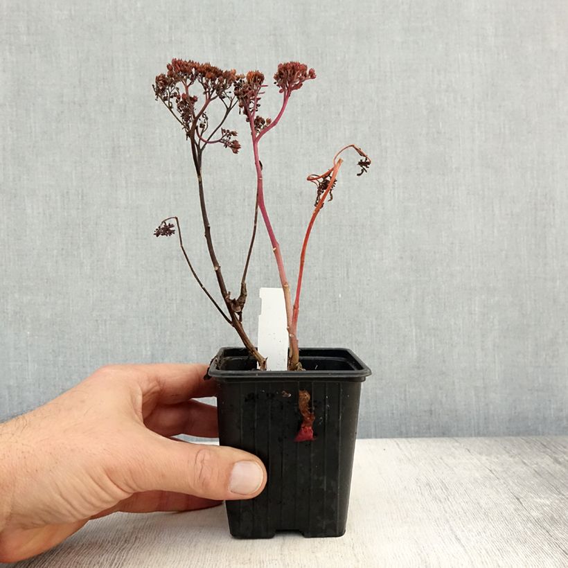 Spécimen de Sedum Dark Magic Godet de 8/9 cm tel que livré en automne