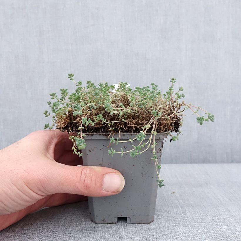 Spécimen de Sedum dasyphyllum - Orpin à feuilles épaisses Godet de 8/9 cm tel que livré en hiver