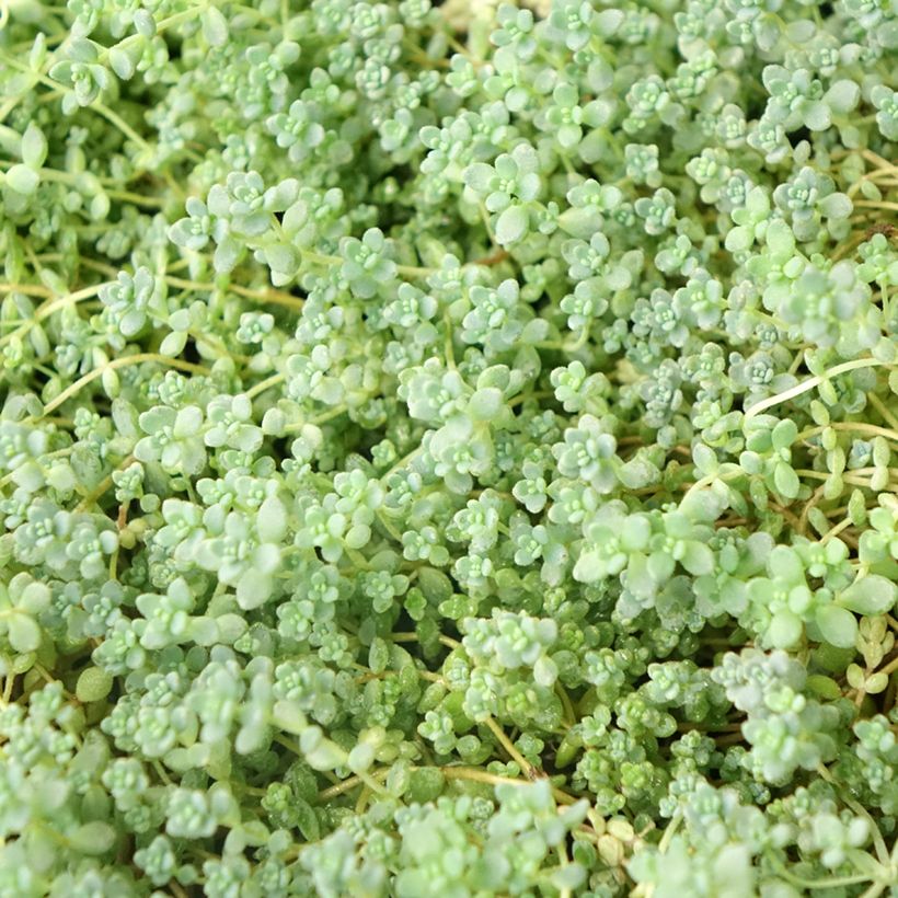 Sedum dasyphyllum - Orpin à feuilles épaisses (Feuillage)