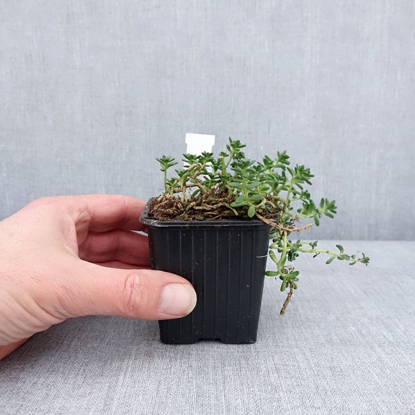 Spécimen de Sedum divergens - Orpin étalé ou divergent Godet de 8/9 cm tel que livré en hiver