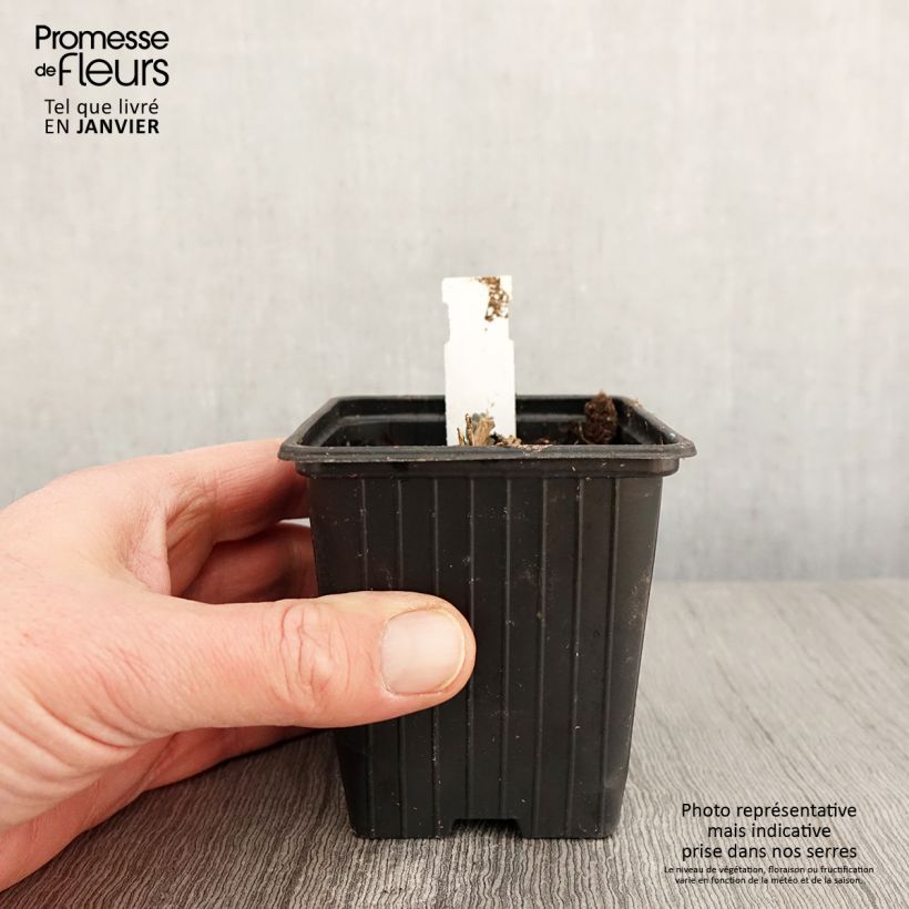 Spécimen de Sedum Double Martini - Orpin Godet de 8/9 cm tel que livré en hiver