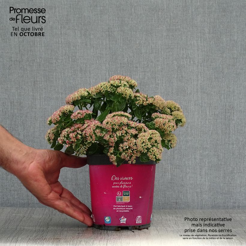 Spécimen de Sedum Herbstfreude ou Autumn Joy  Pot de 2L/3L tel que livré en automne