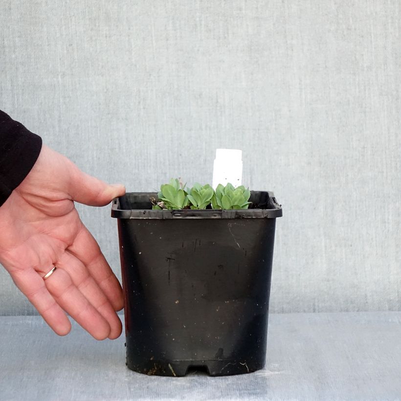 Spécimen de Sedum (Hylotelephium) Class Act - Orpin d'automne Pot de 1,5L/2L tel que livré en hiver