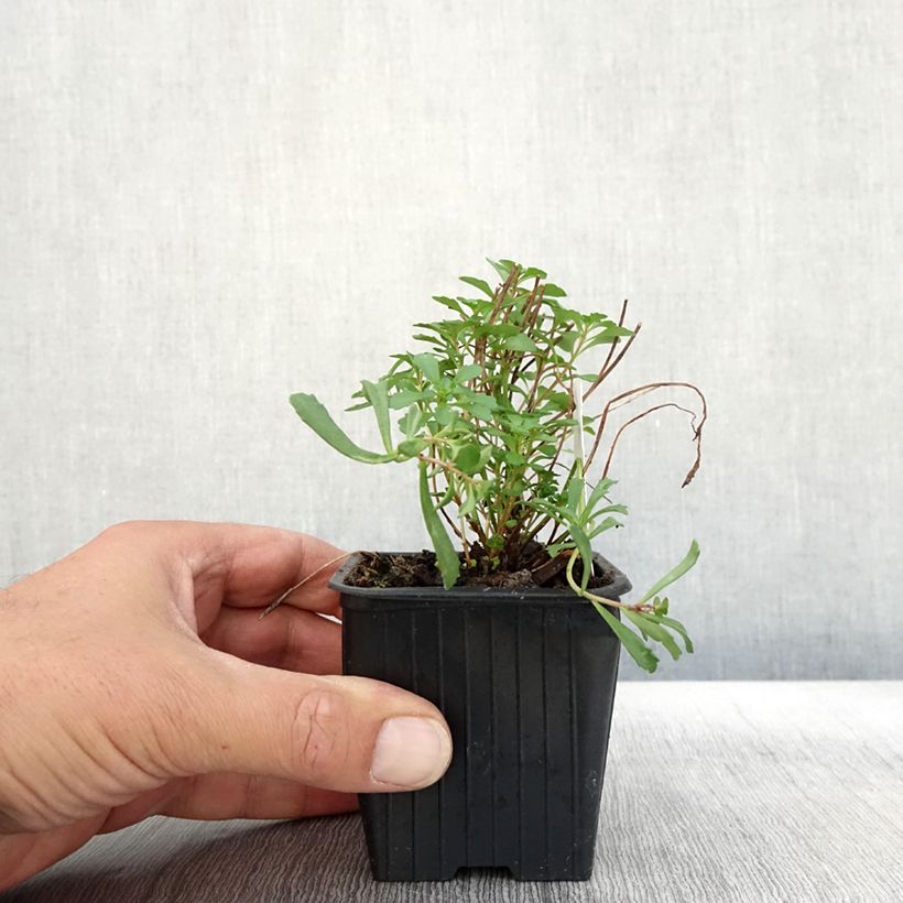 Spécimen de Sedum kamtschaticum subsp. middendorffianum - Orpin du Kamtchatka Godet de 8/9 cm tel que livré en automne