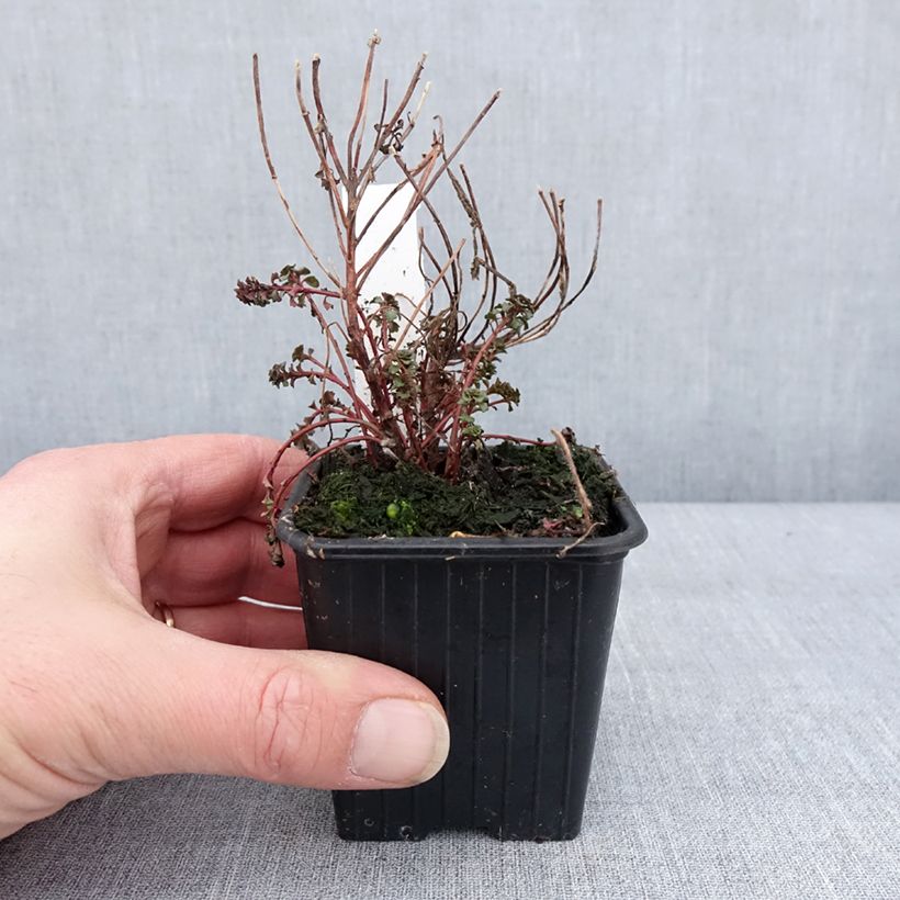 Spécimen de Sedum kamtschaticum subsp. middendorffianum - Orpin du Kamtchatka Godet de 8/9 cm tel que livré en hiver