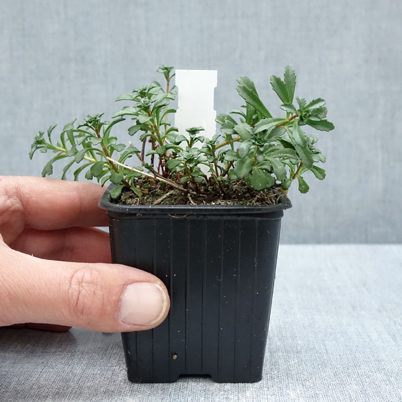 Spécimen de Sedum kamtschaticum subsp. middendorffianum - Orpin du Kamtchatka Godet de 8/9 cm tel que livré au printemps