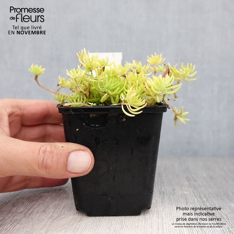 Spécimen de Sedum Lemon Ball - Orpin rampant Godet de 8/9 cm tel que livré en automne