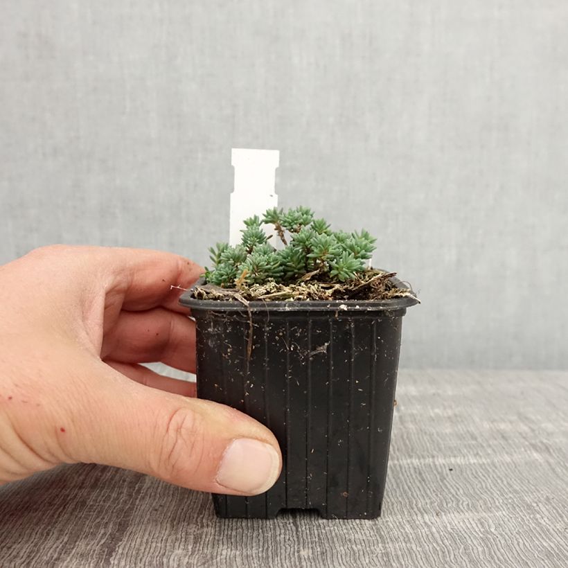 Sedum lydium Glaucum Vasetto da 8/9 cm esemplare consegnato in primavera