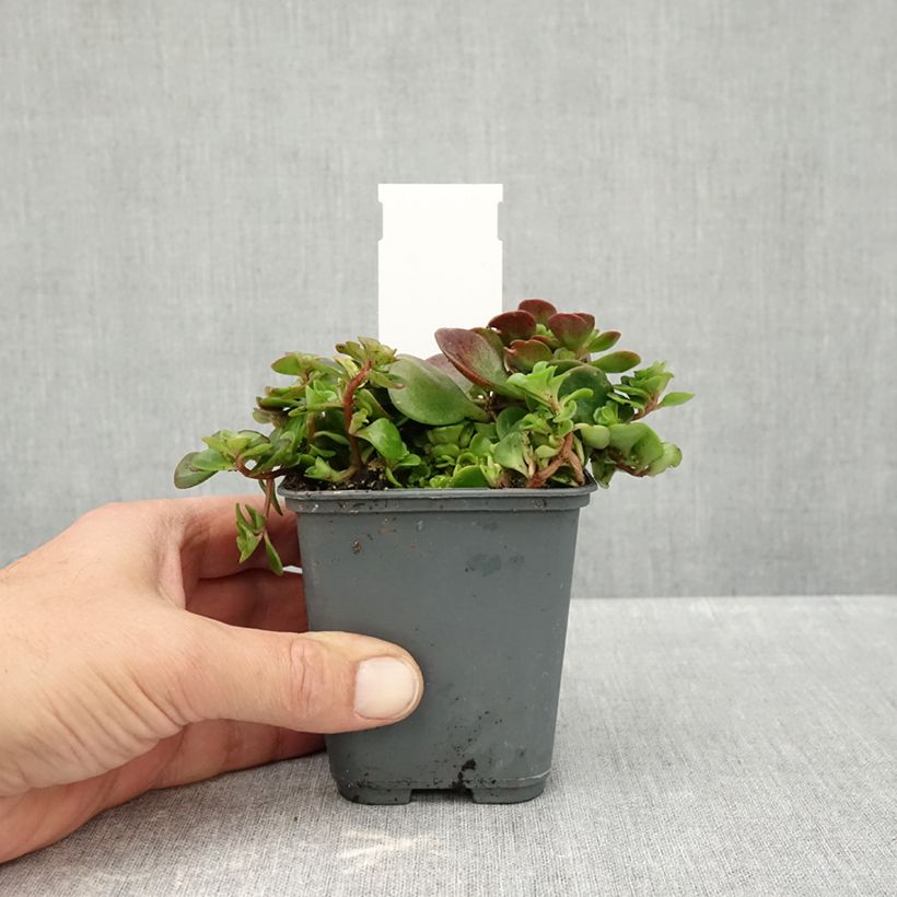 Spécimen de Sedum makinoi Lime Godet de 7/8 cm tel que livré en automne