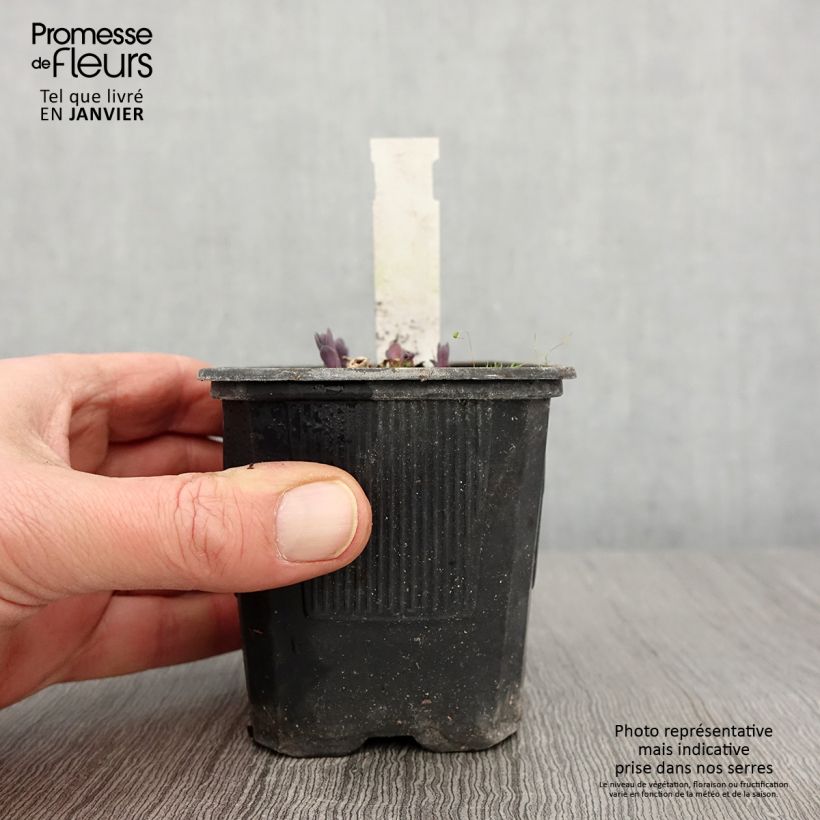 Spécimen de Sedum Marina - Orpin Godet de 8/9 cm tel que livré en hiver