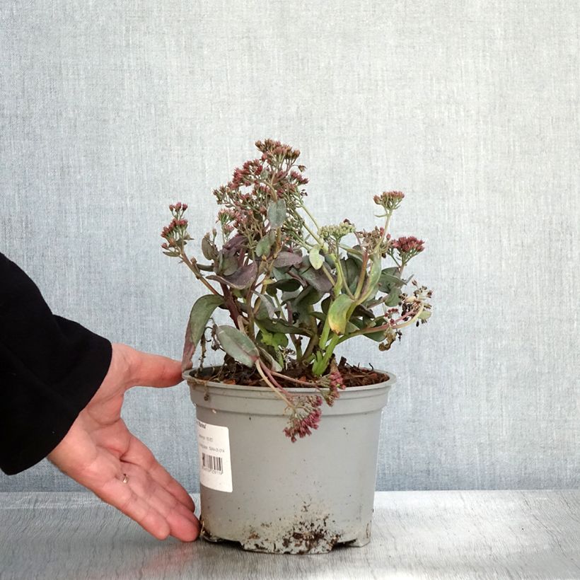 Spécimen de Sedum Marina - Orpin Pot de 2L/3L tel que livré en automne