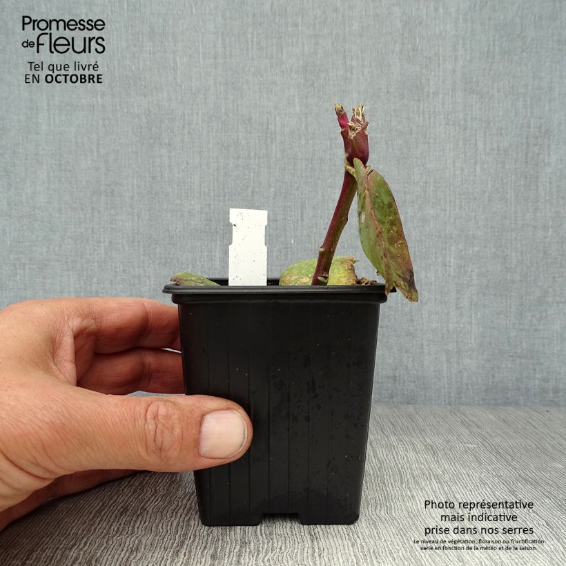 Spécimen de Sédum Matrona - Orpin Godet de 8/9 cm tel que livré en automne