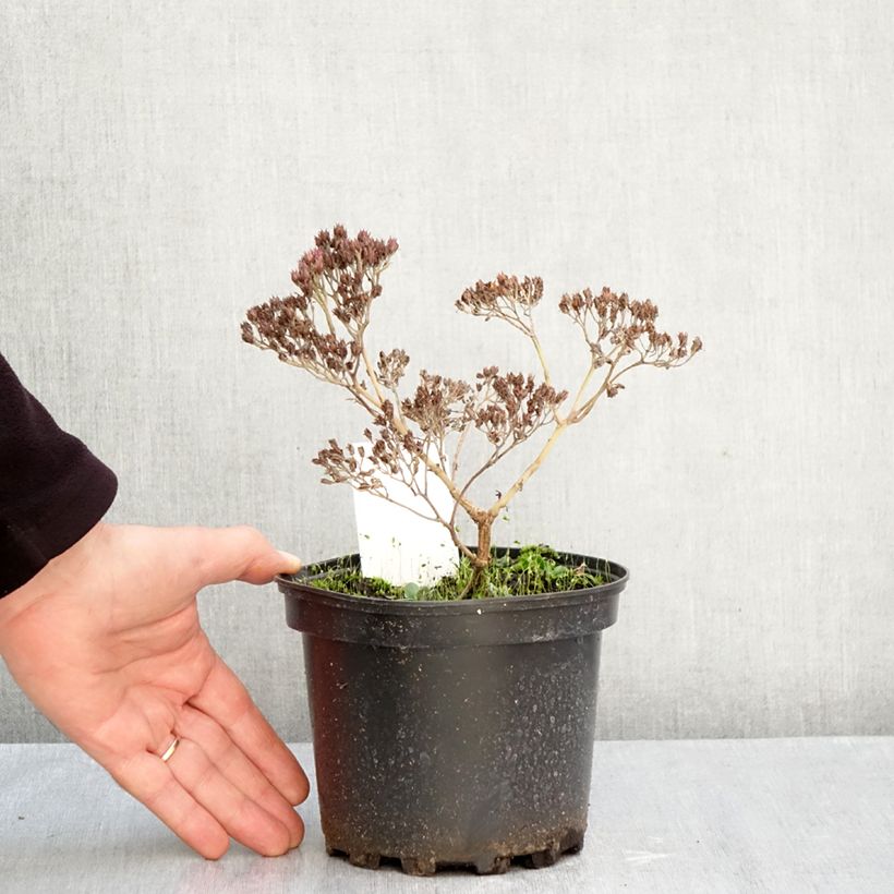 Spécimen de Sédum Matrona - Orpin Pot de 2L/3L tel que livré en automne