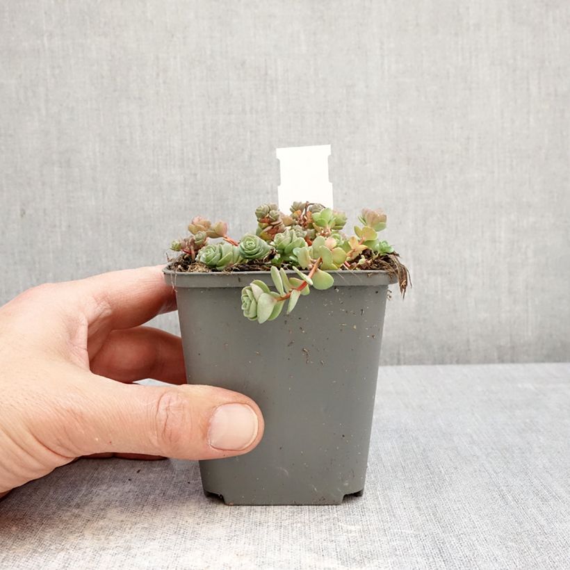 Spécimen de Sedum ou Hylotelephium ewersii Rose - Orpin de l'Himalaya Godet de 8/9 cm tel que livré au printemps